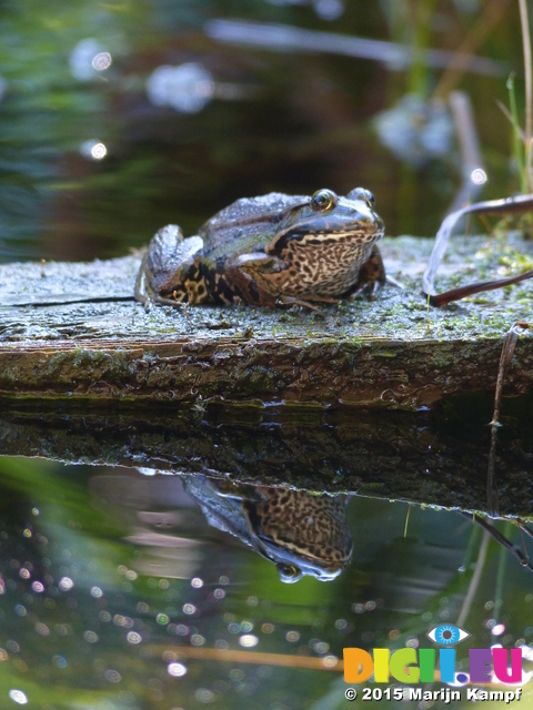 FZ019835 Marsh frog (Pelophylax ridibundus)